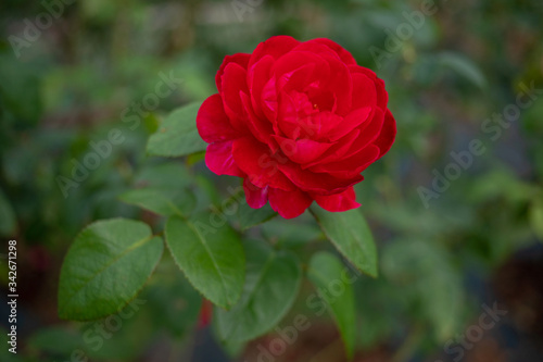 咲く大輪の赤いバラ（生田緑地のばら苑）