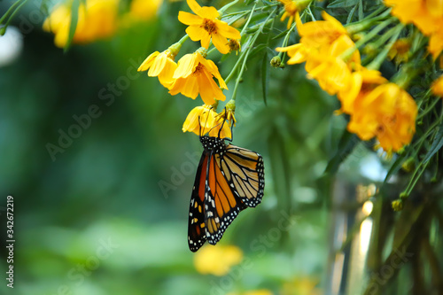 Monarch Butterfly on yellow flowers © Michele