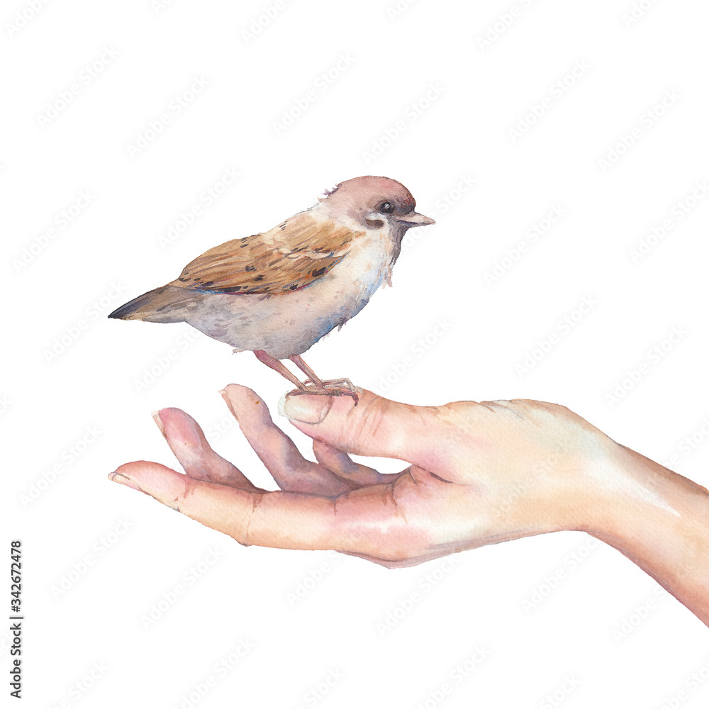 Hand with sparrow bird. Care for nature and wildlife illustration ...