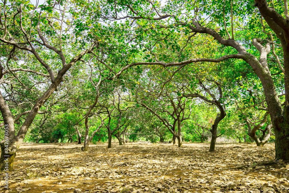 Nut Tree Cashew Growing Nuts at Binh Phuoc, Vietnam Nut Tree Cashew Growing Nuts at Binh Phuoc, Vietnam
