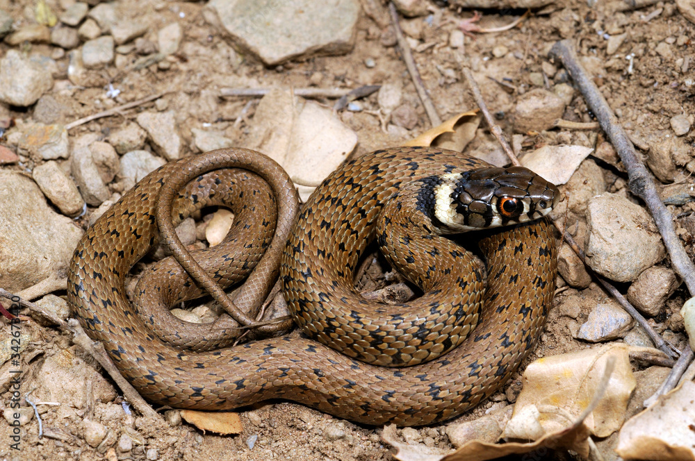 Grass Snake Playing Dead / Ringelnatter stellt sich tot 