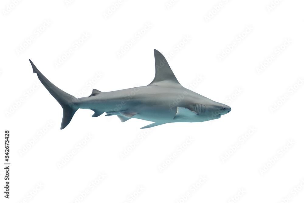 Shark isolated on white background