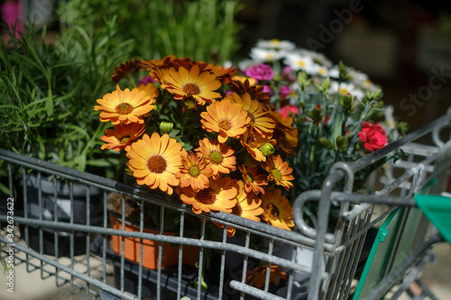 A selection of many colourful flowers and plants in a shopping trolley while shopping in a garden centre to plant the garden and balcony