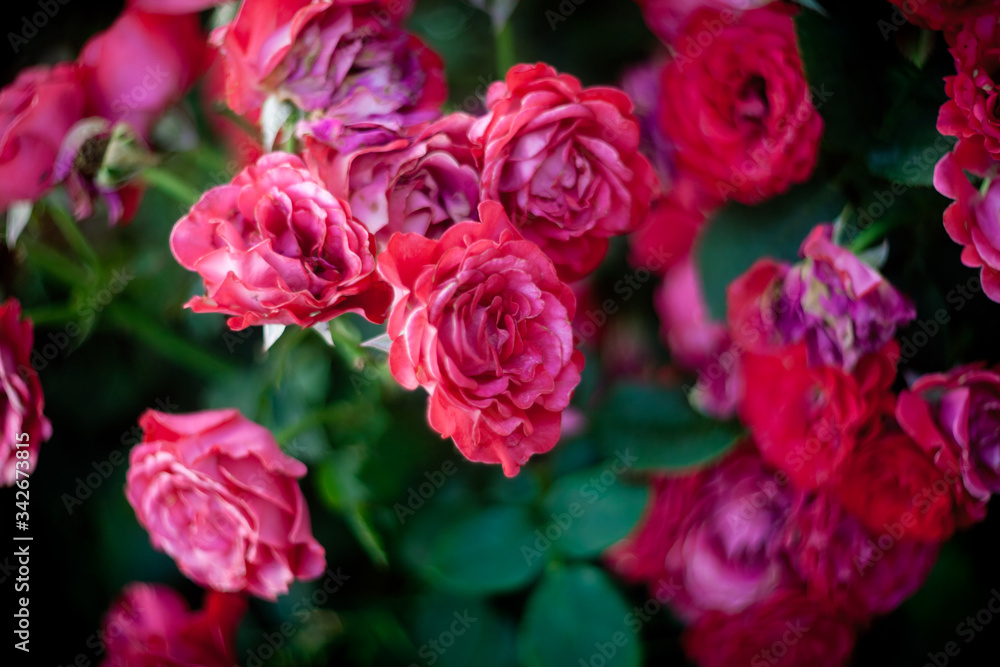 Beautiful Roses on natural background