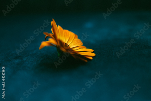 Orange Cape Daisy on blue velvet backround; genus Osteospermum