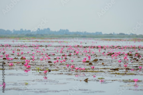 Lotus fields in Thailand ,