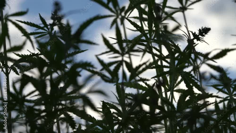 Marijuana field. Cannabis cultivation. Leaves of canabis swaying in the wind on the blue sky background. Marijuana field. Cannabis cultivation. Leaves of canabis swaying in the wind on the blue sky background.