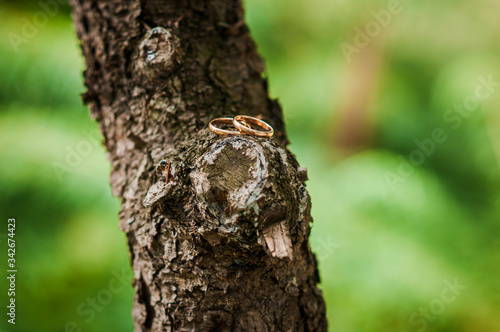 Pair of gold wedding rings on the bark