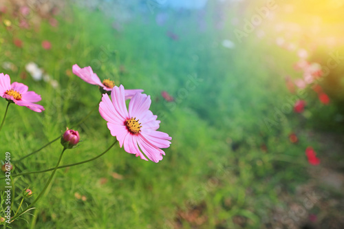 Fototapeta Naklejka Na Ścianę i Meble -  Closeup pink cosmos flower blooming in the summer garden field in nature with rays of sunlight