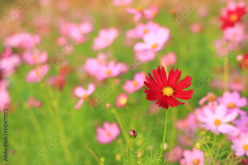 Close-up blooming cosmos flower in the summer garden.