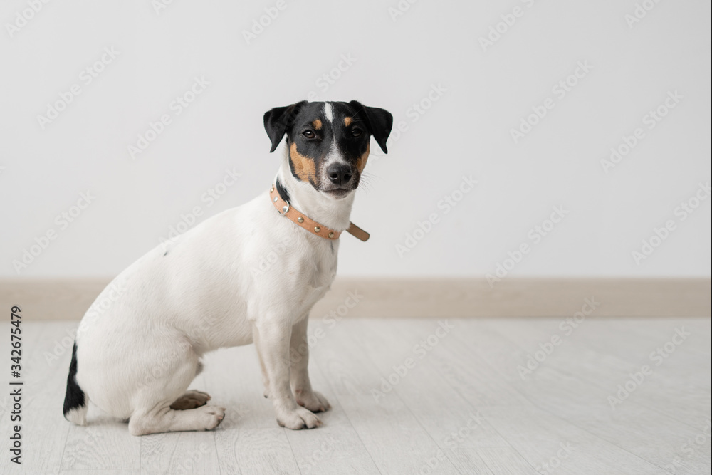 Jack Russell Terrier, one and a half years old, sits on the floor in the room and looks away.