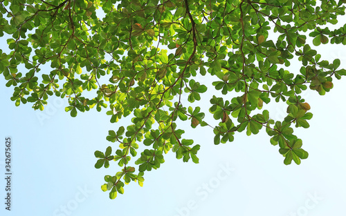 Fototapeta Naklejka Na Ścianę i Meble -  Green leaves against sky background with copy space.