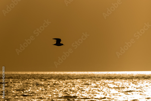  seagull flies at sunset © Pinosub