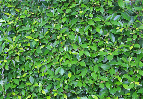 Green leaves wall fence background. Garden decoration © zilvergolf