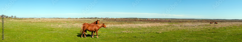 panorama with horses in the field, herd of horses grazing in the meadow in summer and spring, animal husbandry concept, with place for text panorama with horses in the field, herd of horses grazing in the meadow in summer and spring, animal husbandry concept, with place for text
