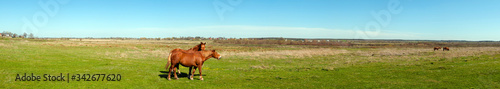 panorama with horses in the field  herd of horses grazing in the meadow in summer and spring  animal husbandry concept  with place for text