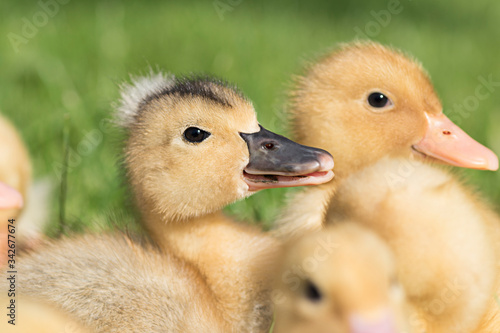 Baby yellow ducklings sitting in green grass / farm bird animals / free range ducks  © Marina