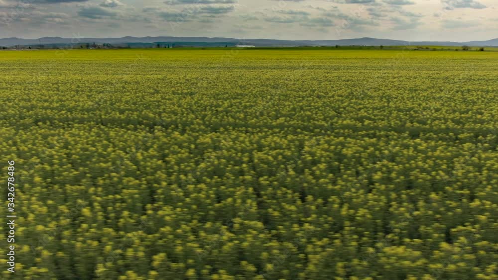 Yellow canola field. Field of blooming rapeseed aerial view. Yellow rapeseed flowers and sky with clouds above them. A rape field shot by a drone. Yellow canola field. Field of blooming rapeseed aerial view. Yellow rapeseed flowers and sky with clouds above them. A rape field shot by a drone.