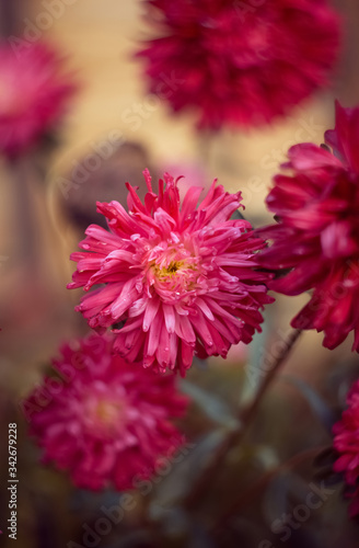 pink flower close-up. Macro photo  blurred background  drop of water  morning dew