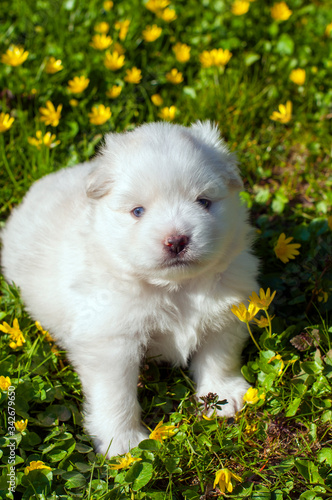 Young Pomski Dog Breed Groomed and Healthy Pomski, an exquisite puppy with a good temperament outdoors on a sunny day