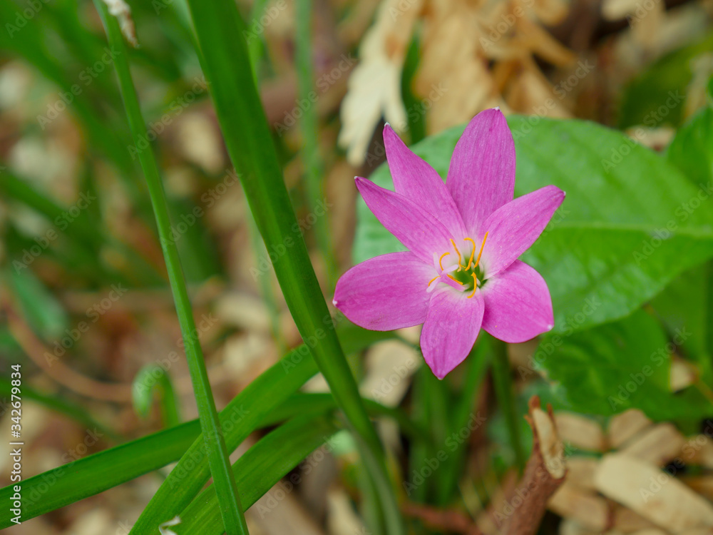Rain Lily flower Rain Lily flower