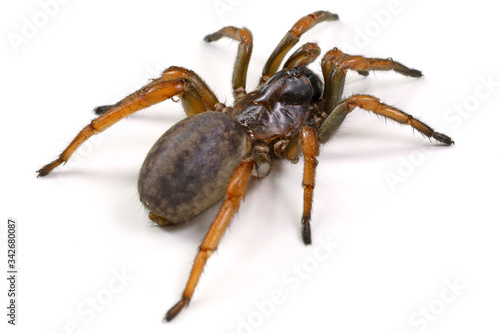 spider mygal isolated on a white background