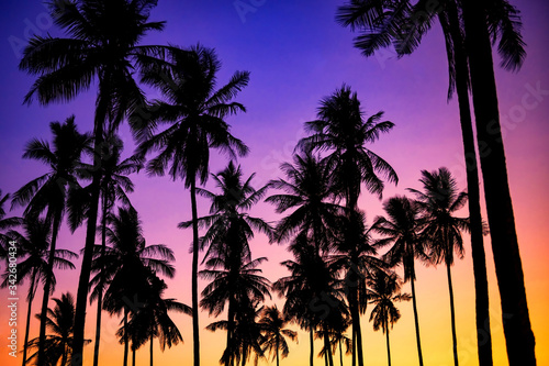 coconut trees with twilight sky at dusk