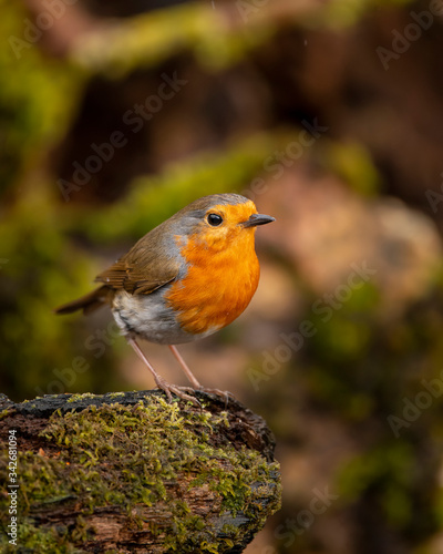 Stunning image of Robin Red Breast bird Erithacus Rubecula on branch in Spring sunshine