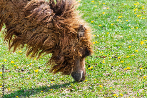 Portrait of wild bactarian camdel, Camelus ferus eating grass