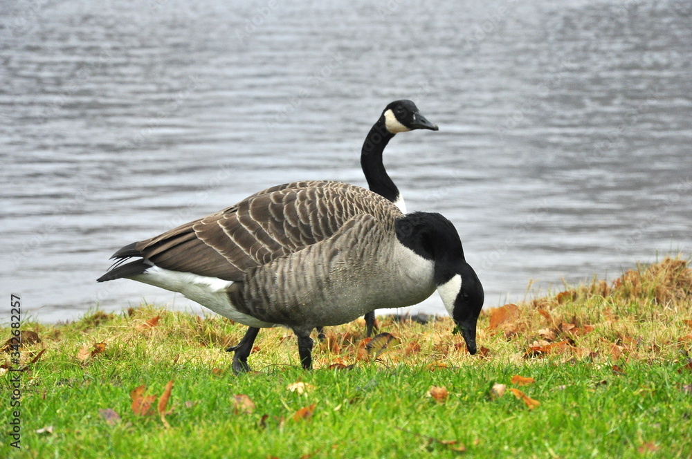 Canadian geese on the lake. Finland. Canadian geese on the lake. Finland.