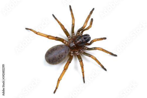 spider mygal isolated on a white background