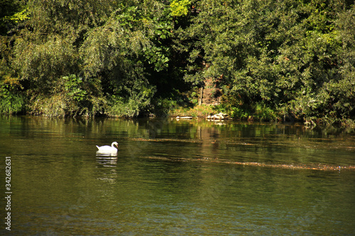 swan on the lake © koh