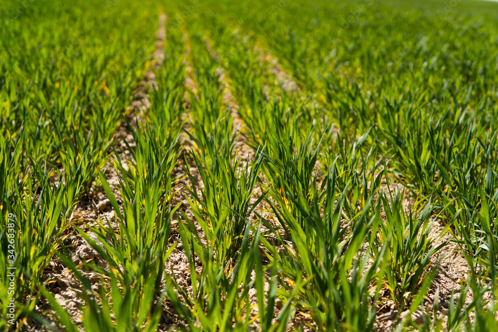 Young wheat seedlings growing on a field in a black soil. Spring green wheat grows in soil. Close up on sprouting rye on a agriculture field in a sunny day. Sprouts of rye. Agriculture. Young wheat seedlings growing on a field in a black soil. Spring green wheat grows in soil. Close up on sprouting rye on a agriculture field in a sunny day. Sprouts of rye. Agriculture.