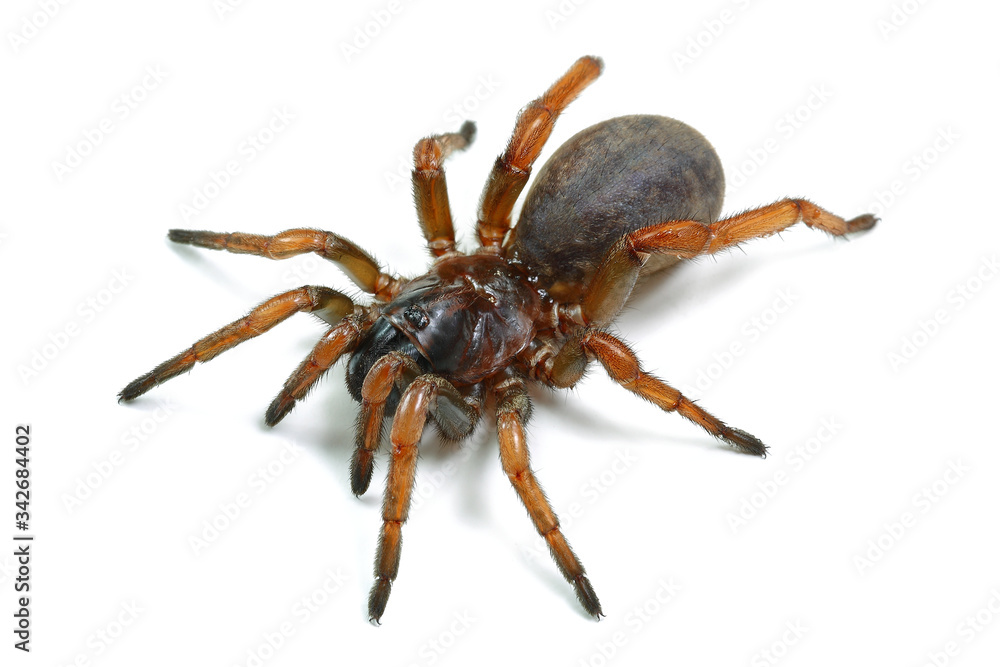 spider mygal isolated on a white background spider mygal isolated on a white background