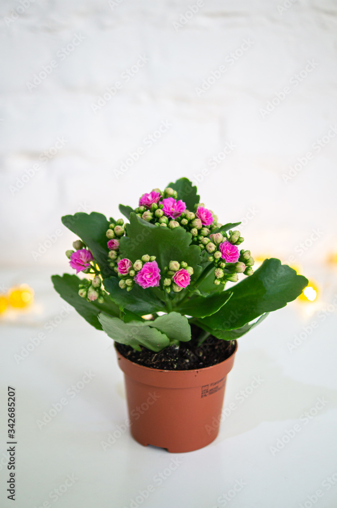 A vase filled with Kalanchoe