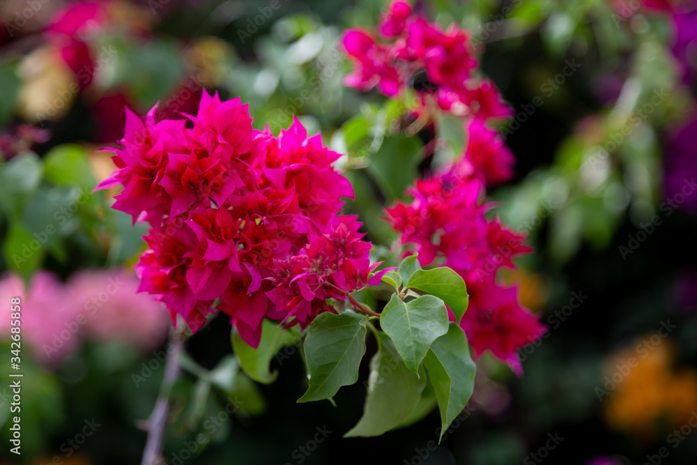 Obraz premium The colorful plants and flowers on the island of Madagascar