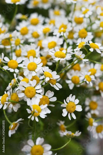 A close up of chamomile