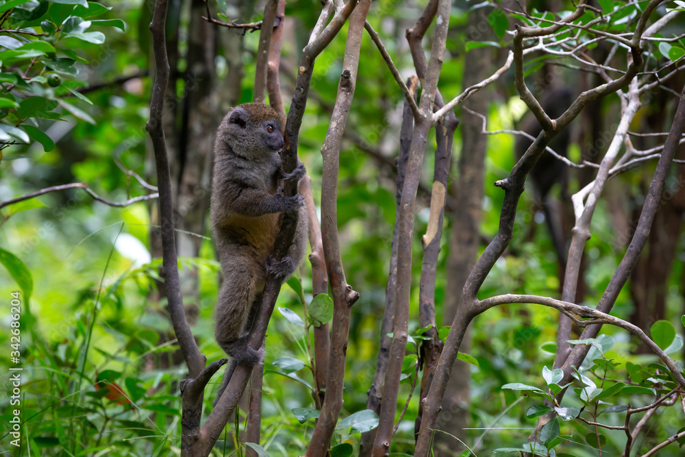 Fototapeta premium Little lemur in the rainforest on the island of Madagascar