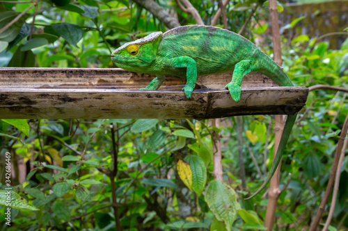 A chameleon in close-up in a national park on Madagascar