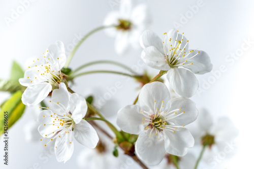 beautiful cherry flowers close-up. White cherry flowers, romantic light spring background. Spring sakura blossom. White cherry blossom with selective focus. cherry branch