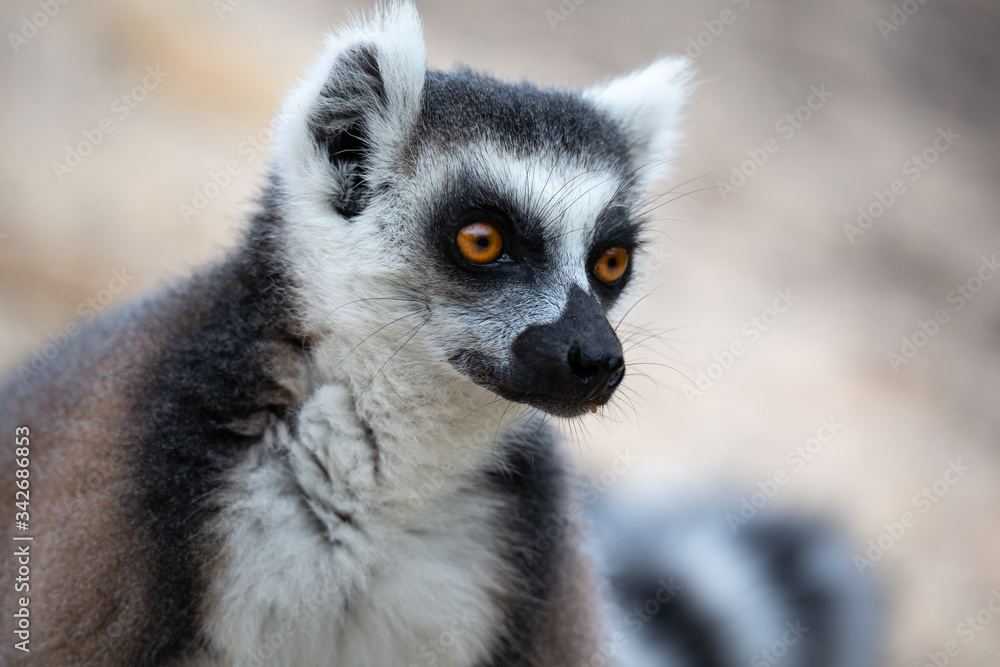The funny ring-tailed lemurs in their natural environment The funny ring-tailed lemurs in their natural environment