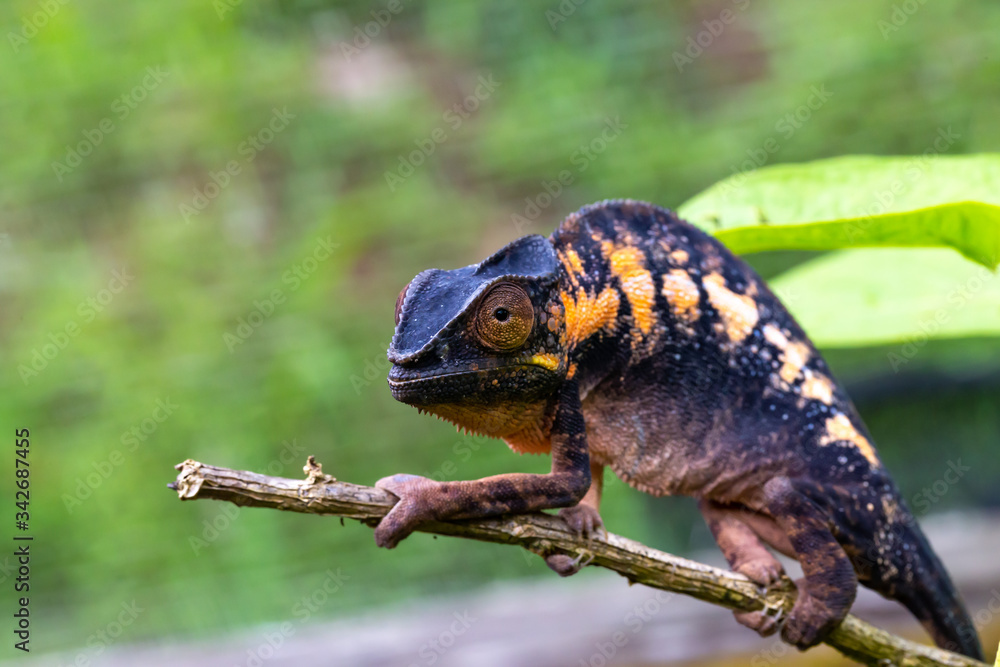A chameleon in close-up in a national park on Madagascar A chameleon in close-up in a national park on Madagascar