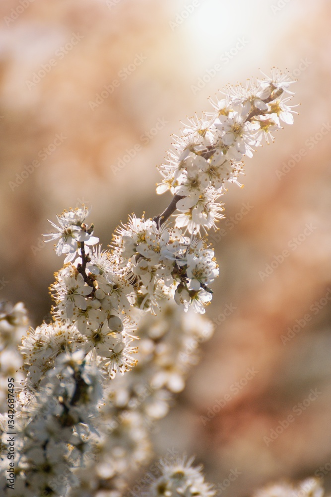 Prunus spinosa, called blackthorn or sloe tree blooming in the springtime Prunus spinosa, called blackthorn or sloe tree blooming in the springtime