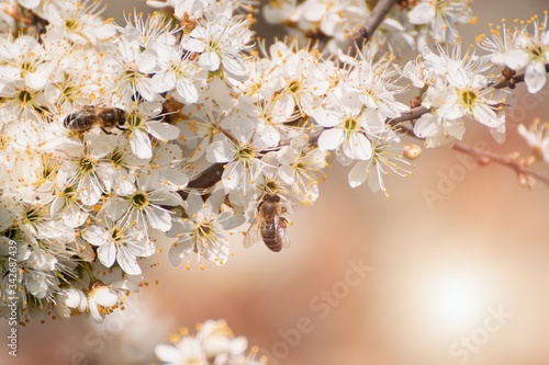Prunus spinosa, called blackthorn or sloe tree blooming in the springtime, bee pollinating