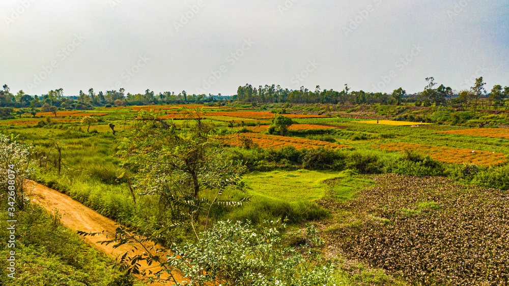 a wide green land flower cultivation in some village of India
