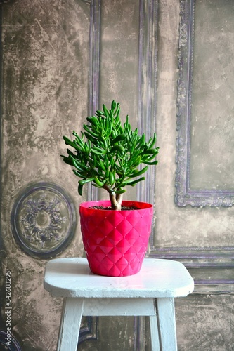tree succulent plant in red pot at white wooden retro chair , gardening at home  , growing , vintage backround