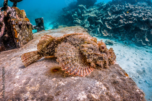 Tableau sur toile Scorpion fish resting on top of a concrete block underwater