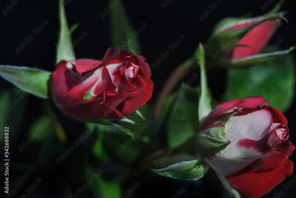 rose flower on a black backgrounds rose flower on a black backgrounds