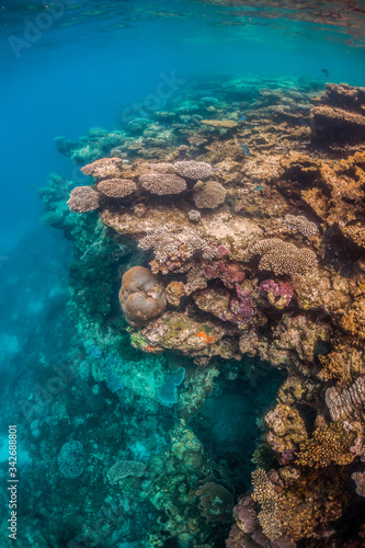 Colorful coral reef formations in crystal clear blue water © Aaron