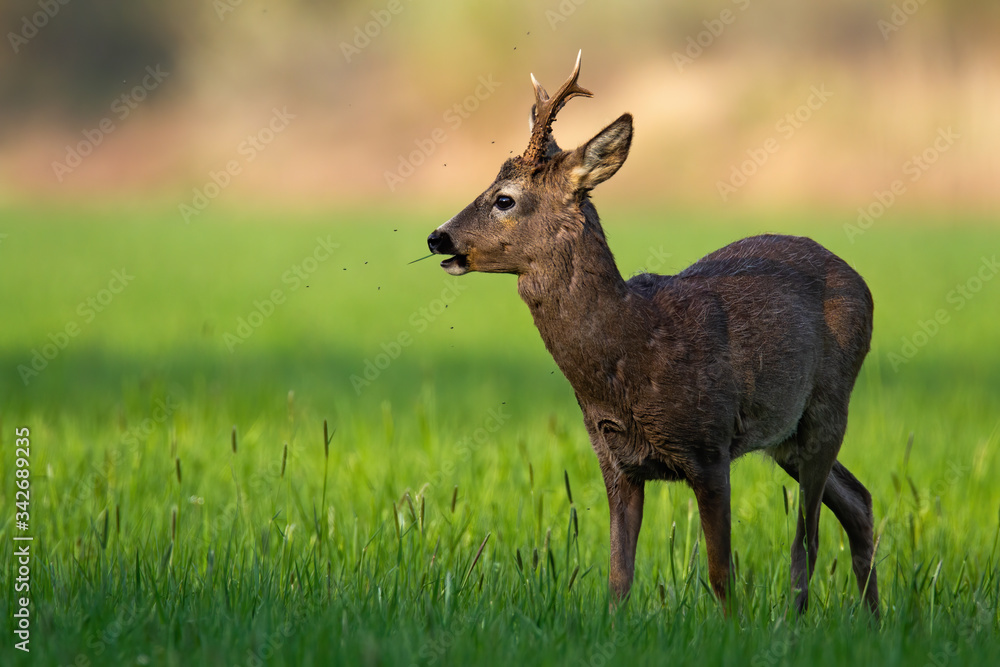 Roe deer, capreolus capreolus, buck with new antlers grazing on meadow in tranquil spring nature. Peaceful scenery from wilderness of animal feeding on grass from side with copy space Roe deer, capreolus capreolus, buck with new antlers grazing on meadow in tranquil spring nature. Peaceful scenery from wilderness of animal feeding on grass from side with copy space